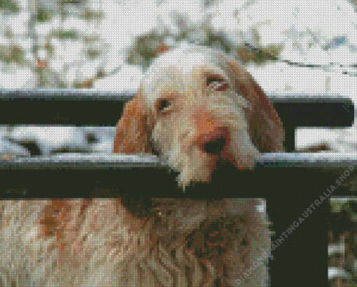 Spinone Italiano Diamond Painting