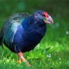 The South Island Takahe Diamond Painting