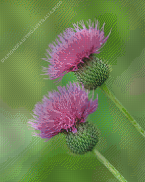 Thistle Diamond Painting