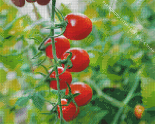 Tomatoes Diamond Painting