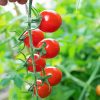 Tomatoes Diamond Painting