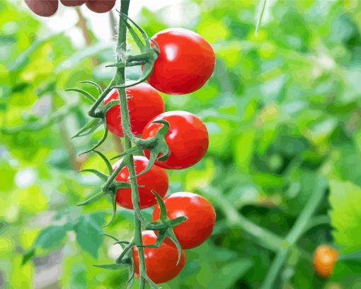 Tomatoes Diamond Painting