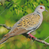 Turtle Dove Bird Diamond Painting