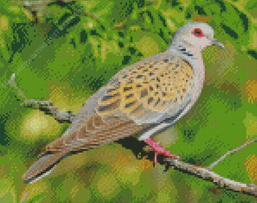 Turtle Dove Bird Diamond Painting