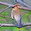 Waxwing On Tree Diamond Painting