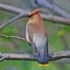 Waxwing On Tree Diamond Painting