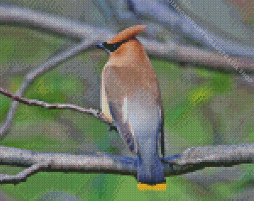 Waxwing On Tree Diamond Painting