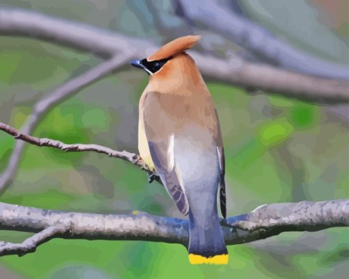 Waxwing On Tree Diamond Painting