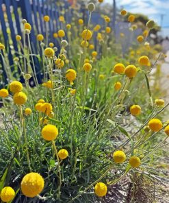 Billy Buttons Diamond Painting