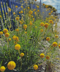 Billy Buttons Diamond Painting