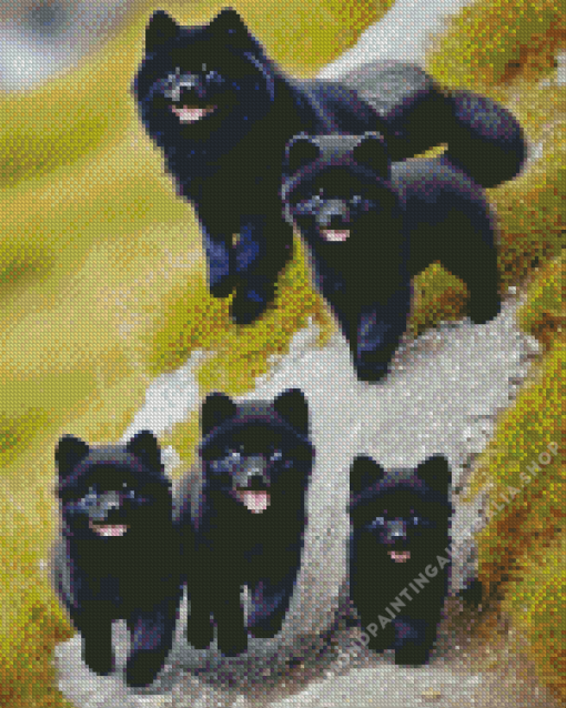 Black Pomeranian Family Diamond Painting