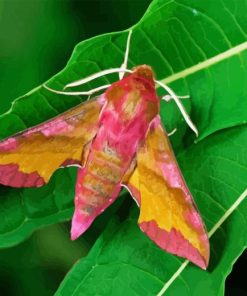 Elephant Hawk Moth Diamond Painting