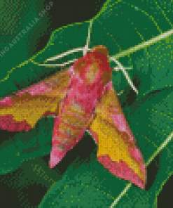 Elephant Hawk Moth Diamond Painting