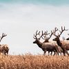 Elk Herds Diamond Painting