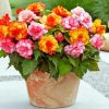 Pink And Orange Begonias Diamond Painting