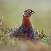 Red Grouse bird Painting