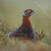 Red Grouse bird Painting