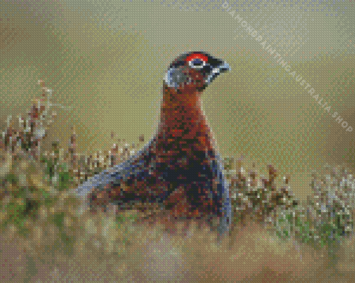 Red Grouse bird Painting