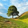 Sycamore Gap Diamond Painting