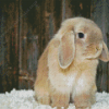 Holland Lop Diamond Painting