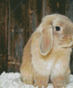 Holland Lop Diamond Painting