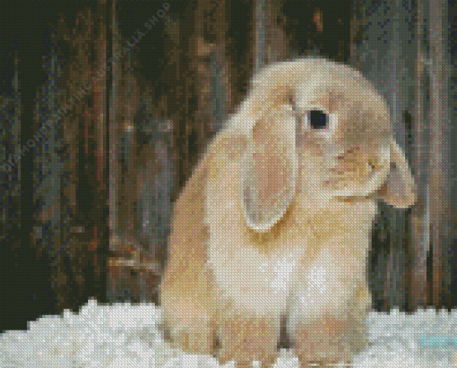 Holland Lop Diamond Painting