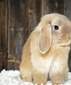 Holland Lop Diamond Painting