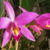 Purple Laelia Orchid Diamond Painting