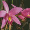 Purple Laelia Orchid Diamond Painting