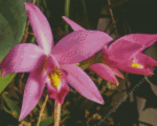 Purple Laelia Orchid Diamond Painting