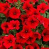 Red Petunia Diamond Painting