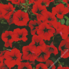 Red Petunia Diamond Painting