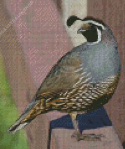 California Quail Diamond Painting