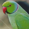 Indian Ringneck Diamond Painting