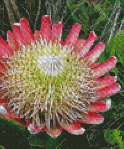 King Protea Diamond Painting