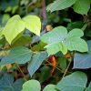 Kudzu Diamond Painting