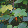 Kudzu Diamond Painting