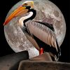 Moonlight Pelican Bird Diamond Painting