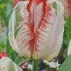 Parrot Tulips Flowers Diamond Painting