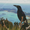 Pied Currawong Diamond Painting