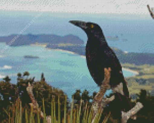 Pied Currawong Diamond Painting