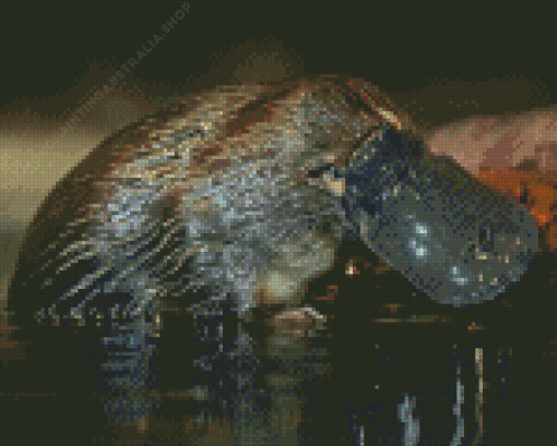 Platypus Animal Diamond Painting