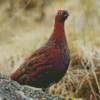 Red Grouse Bird Diamond Painting