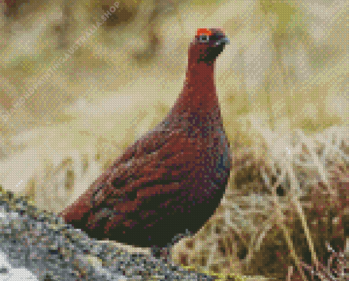 Red Grouse Bird Diamond Painting