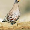 Sand Partridge Bird Diamond Painting