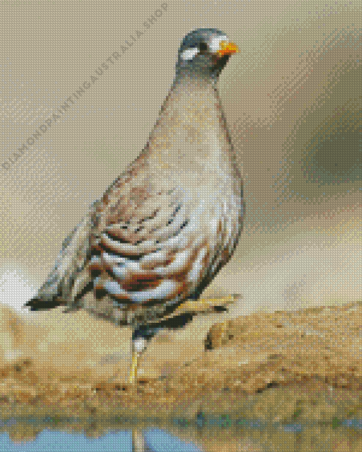 Sand Partridge Bird Diamond Painting