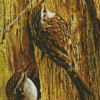 Treecreeper Birds Diamond Painting