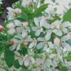 White Crabapple Diamond Painting