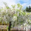 White Wisteria Diamond Painting