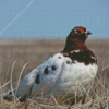 Willow Ptarmigan Diamond Painting